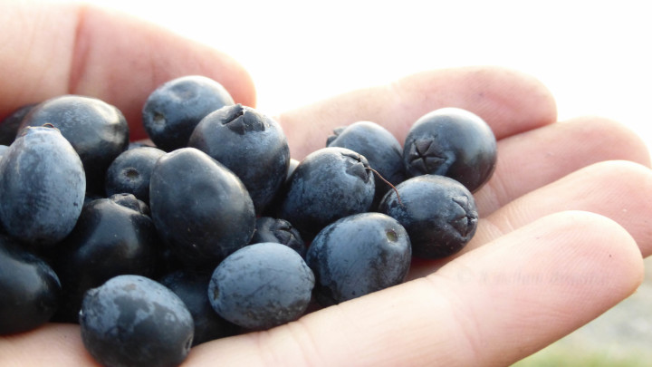 La raccolta del Mirto