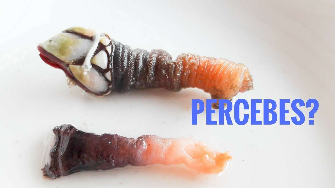 PERCEBES- come cuocere crostacei