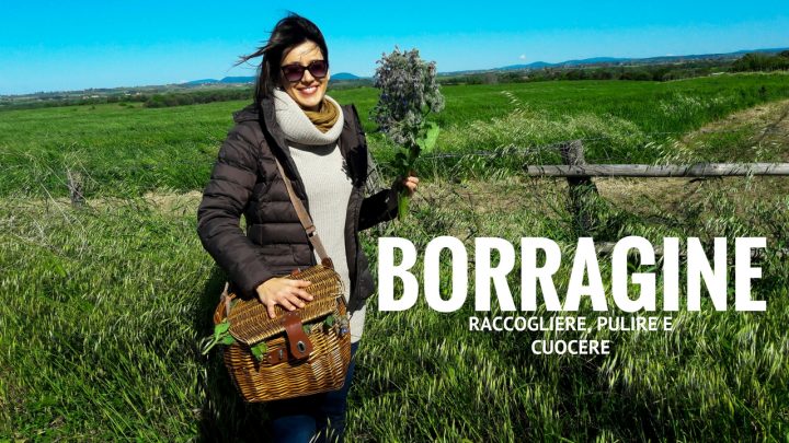 riconoscere borragine pulire cuocere ricette