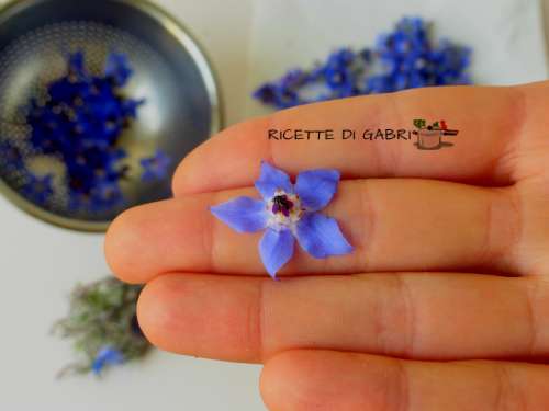 fiori borragine risotto ricette