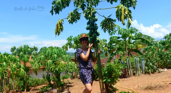 pianta albero papaya papaia verde ricetta brasiliana facile