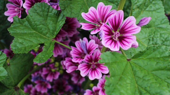 uova strapazzate con foglie di malva fresca