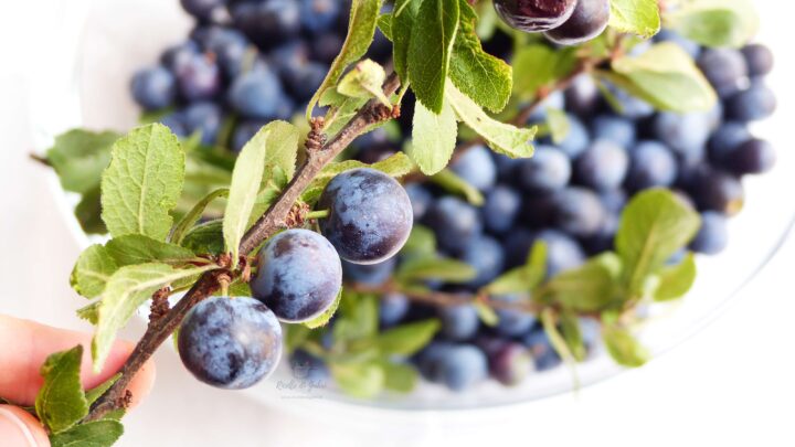 ricetta liquore prugnolo bargnolino fatto in casa gabri liquore prugne